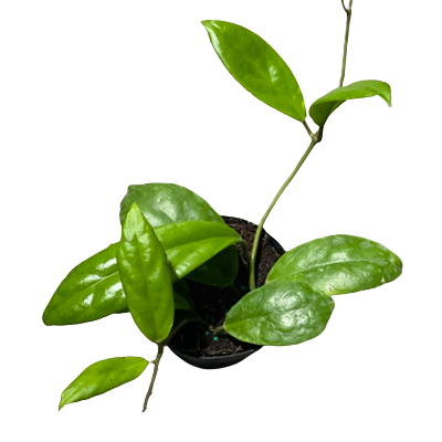 Vitellinoides